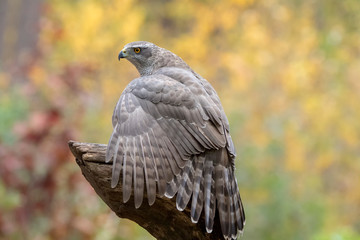 Goshawk in a colorful autumn setting