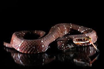 Viper