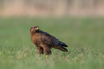 Birds - Common Buzzard (Buteo buteo)