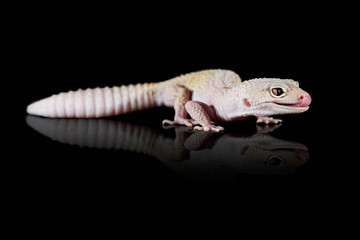 Gecko
