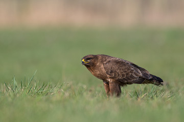 Birds - Common Buzzard (Buteo buteo)