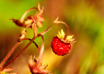 very tasty strawberries. macro photo