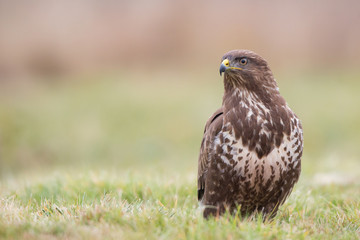 Birds - Common Buzzard (Buteo buteo)