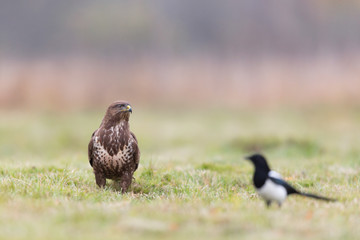 Birds - Common Buzzard (Buteo buteo)