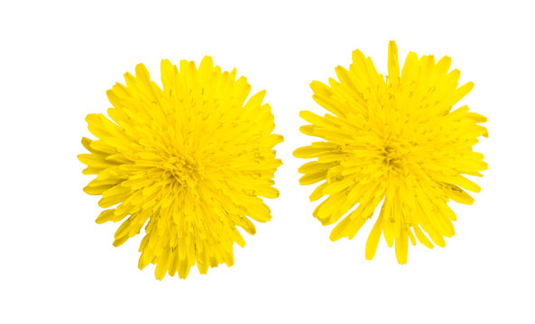 Fototapeta dandelion flower isolated