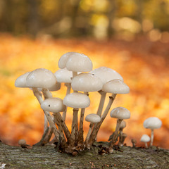 Porcelain mushrooms (Oudemansiella mucida) on a log in an autumn forest.