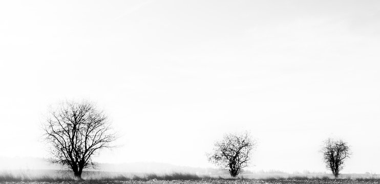 Gerbst in s/w