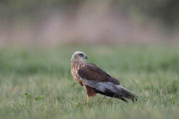 Birds of prey - Marsh Harrier (Circus aeruginosus), landing