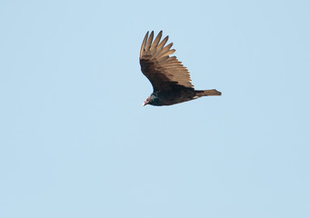 Turkey Vulture (Cathartes aura) in flight, San Juan Cosala, Jalisco, Mexico