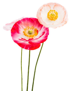 beautiful poppies isolated