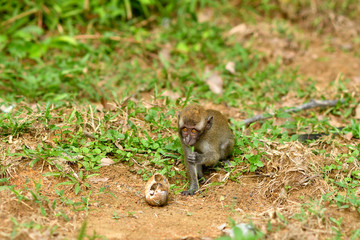Asia wild monkeys eating food