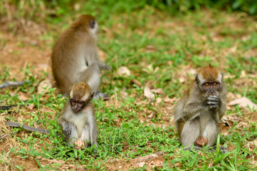 Asia wild monkeys eating food
