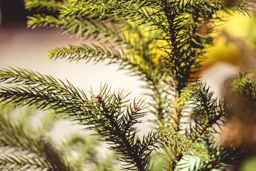 Closeup of pine tree