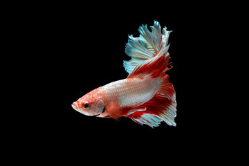 The moving moment beautiful of siamese betta fish or splendens fighting fish in thailand on black background. Thailand called Pla-kad or biting fish. © Soonthorn