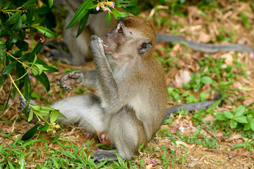 Asia wild monkeys eating food