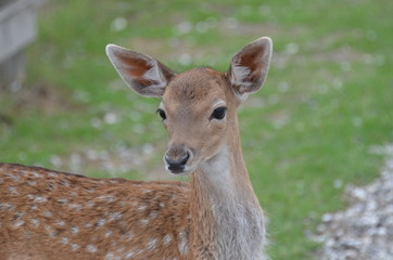 capriolo