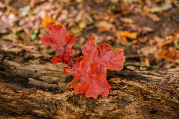 Jesienny kolorowy liść