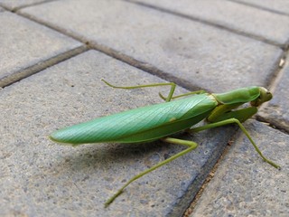 grasshopper