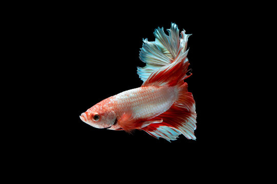 The moving moment beautiful of siamese betta fish or splendens fighting fish in thailand on black background. Thailand called Pla-kad or biting fish.