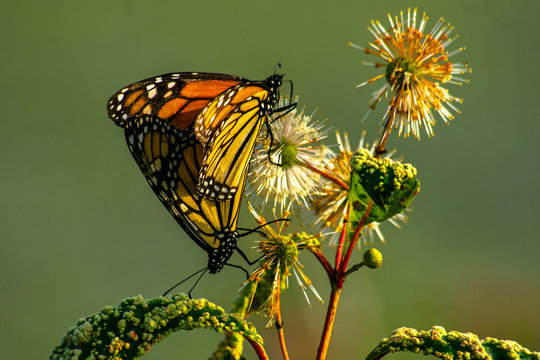 Monarch Butterflies mating