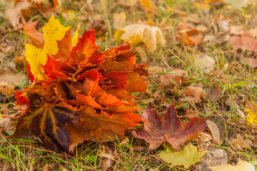 Bukiet z jesiennych kolorowych liści