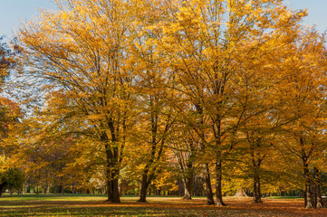 jesienny park - kolorowe liście 