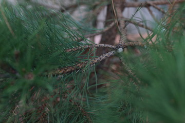 pine branch with cones