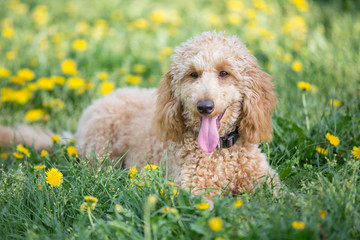 Young apricot poodle portrait. Attentive young six month old poodle dog on meadow between yellow flowers, Vienna, Austria
