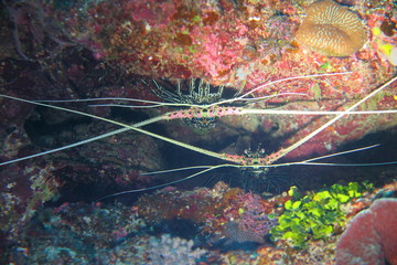 Underwater Fiji © androse