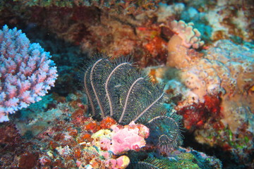 Underwater Fiji © androse