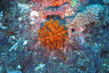 Underwater Fiji © androse