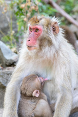 Fototapeta premium Jigokudani, home of the world-famous 