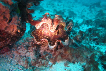 Underwater Fiji © androse