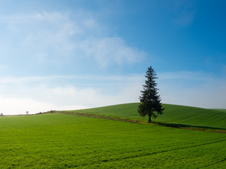 丘にたたずむ木
