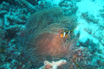 Underwater Fiji © androse