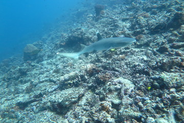 Underwater Fiji © androse