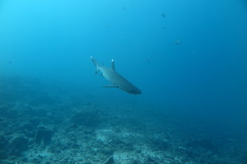Underwater Fiji