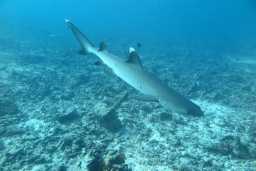 Fototapeta premium Underwater Fiji