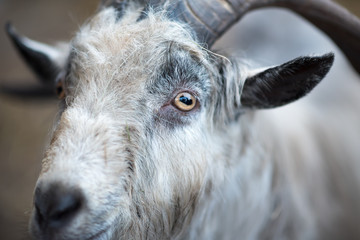 Happy Goat with a big horns