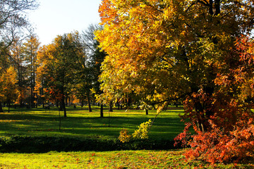 Naklejka premium golden leaves in autumn park