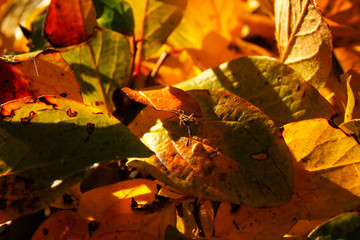golden leaves in autumn park