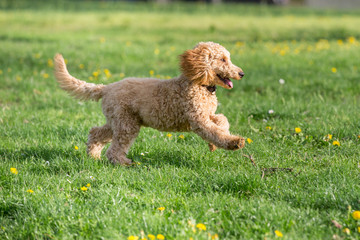 Young poodle running and jumping joyfully in a meadow. Apricot poodle in spring playing on the flower meadow, Vienna, Austria