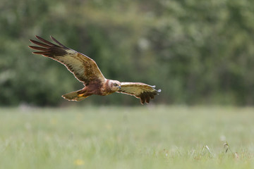Birds of prey - Marsh Harrier (Circus aeruginosus), landing