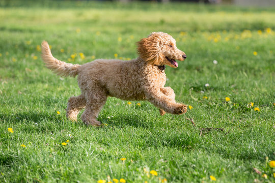 Young poodle running and jumping joyfully in a meadow. Apricot poodle in spring playing on the flower meadow, Vienna, Austria