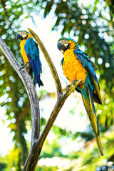 Gelbblauer Papagei auf Baum