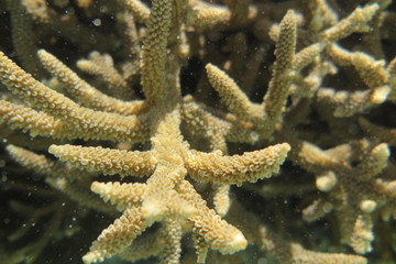 Underwater Fiji