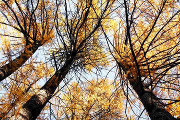 golden leaves in autumn park