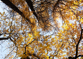 golden leaves in autumn park