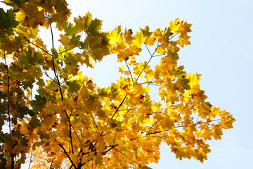 golden leaves in autumn park