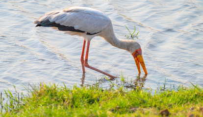 ein Nimmersatt, Vogel, Mycteria ibis, fischt mit seinem Schnabel im Wasser, Chobe Nationalpark, Botswana